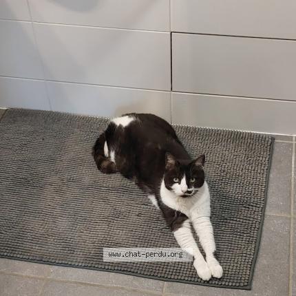 Photo de chat perdu à La Queue En Brie