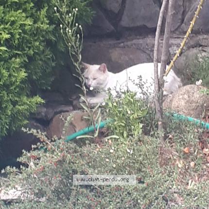 Photo de chat perdu à La Penne