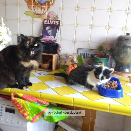 Photo de chat perdu à Argeles Sur Mer