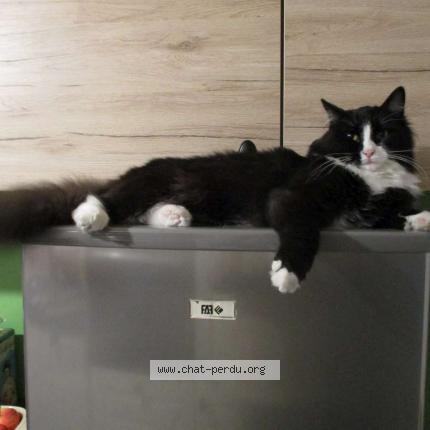 Photo de chat perdu à Candresse
