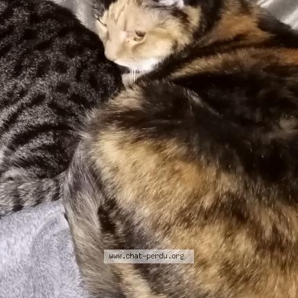Photo de chat perdu à Illzach