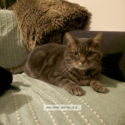 Photo 1/1 Chat retrouvé Perdu à Lyon