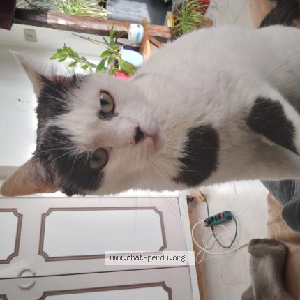 Photo 1/1 Chat retrouvé Perdu à Pringy