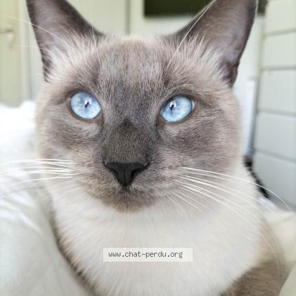 Photo de chat perdu à Noisy Le Grand