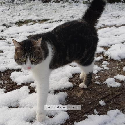 Photo de chat perdu à Pugey