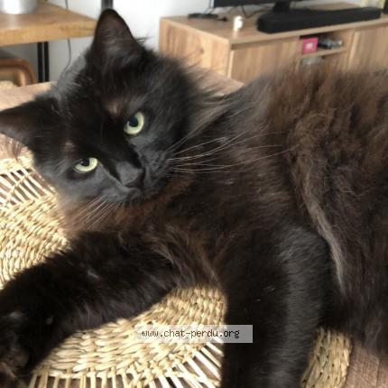 Photo 1/1 Chat retrouvé Perdu à Les Sables D Olonne