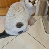 Photo de chat trouvé à Le Mesnil Le Roi