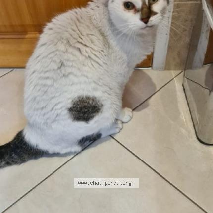 Photo 1/1 Chat retrouvé Trouvé à Le mesnil le roi