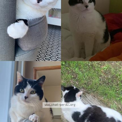 Photo 1/1 Chat retrouvé Perdu à Saint Sebastien Sur Loire