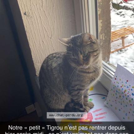 Photo 1/1 Chat retrouvé Perdu à L Hopital