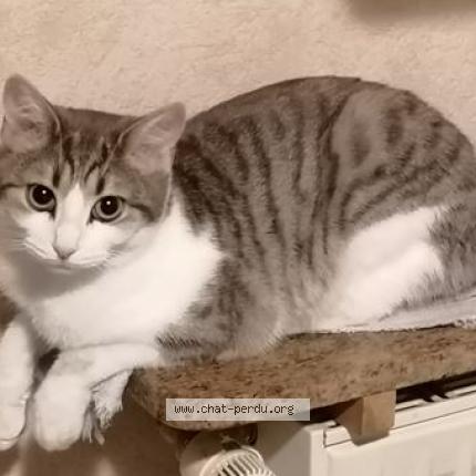 Photo de chat perdu à L Isle D Espagnac 16340