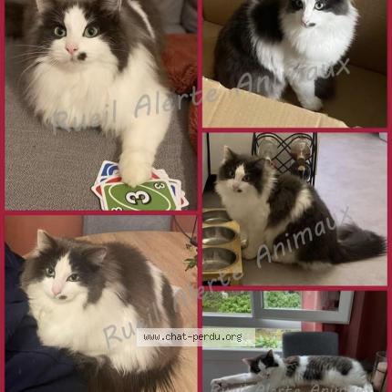 Photo 1/1 Chat retrouvé Perdu à Rueil Malmaison