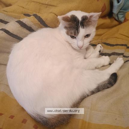 Photo 1/1 Chat retrouvé Perdu à Mehun sur yevre