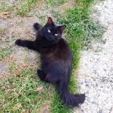 Photo de chat perdu à Cerans Foulletourte