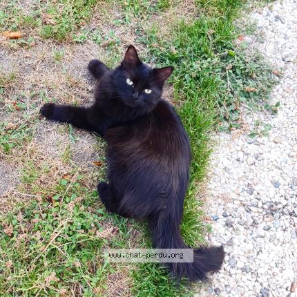 Photo 1/1 Chat retrouvé Perdu à Cerans foulletourte