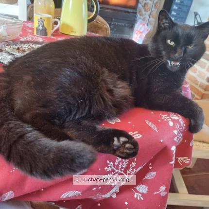 Photo 1/1 BEN Chat perdu à Villiers sur morin