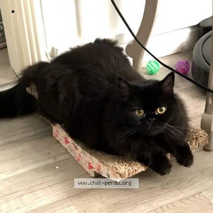 Photo de chat perdu à Brumath