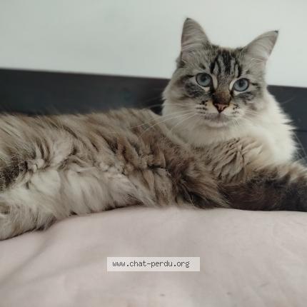Photo de chat perdu à Mouguerre