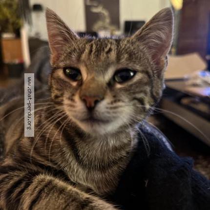 Photo 1/1 Chat retrouvé Perdu à Aubervilliers
