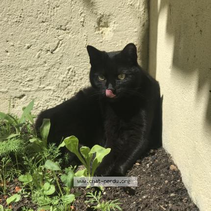 Photo de chat perdu à Noisy Le Sec