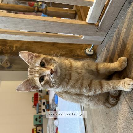 Photo de chat perdu à Quartier De La Campagne