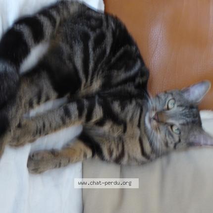 Photo 1/1 Chat retrouvé Perdu à Merignac
