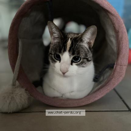 Photo de chat perdu à Miramas