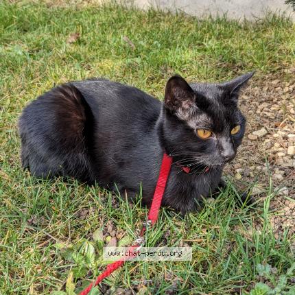 Photo 1/1 Chat retrouvé Perdu à La malmaison villiers le morhie