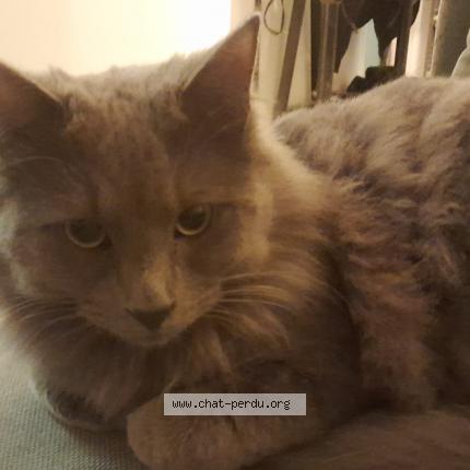 Photo 1/1 Chat retrouvé Perdu à Montpellier