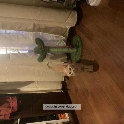 Photo de chat perdu à Chatillon