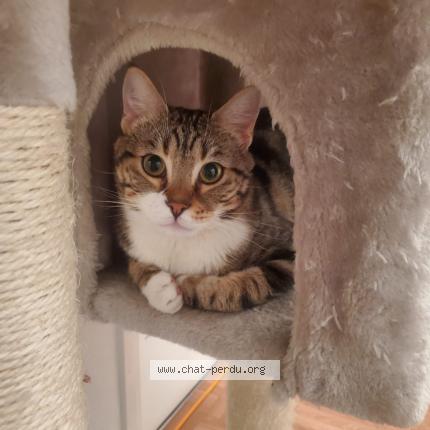Photo de chat perdu à Colombes