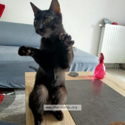 Photo de chat perdu à Toulouse