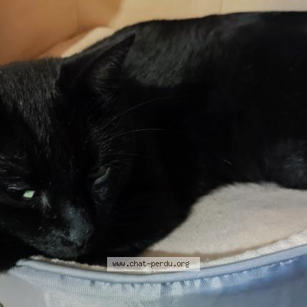 Photo 1/1 Chat retrouvé Perdu à Tourcoing