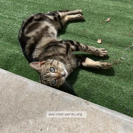Photo de chat perdu à Brem Sur Mer