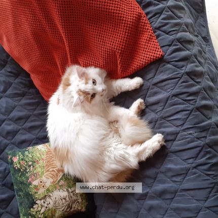 Photo de chat perdu à Gatey
