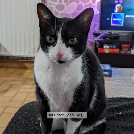 Photo 1/1 Chat retrouvé Perdu à Chatonnay