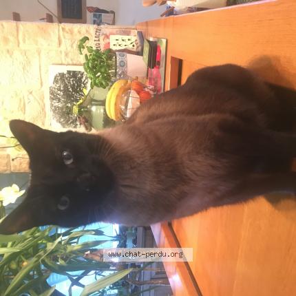 Photo 1/1 Chat retrouvé Perdu à Chenove
