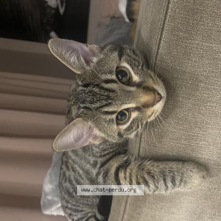 Photo 1/1 Chat retrouvé Perdu à Montrouge