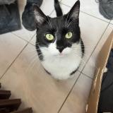 Photo de chat perdu à Neuvillalais