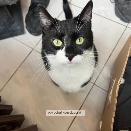 Photo 1/1 Chat retrouvé Perdu à Neuvillalais