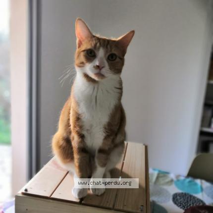 Photo de chat perdu à Tournefeuille