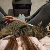 Photo de chat perdu à Pougny