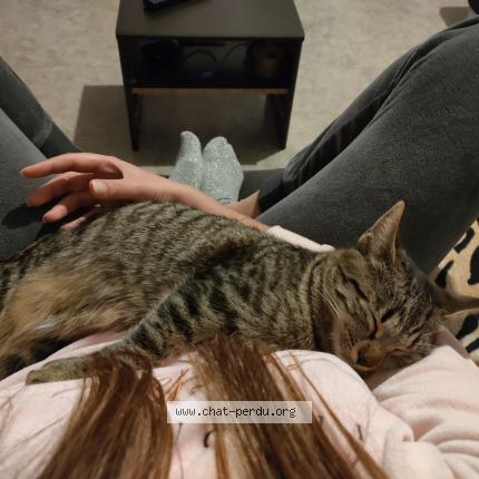 Photo 1/1 Chat retrouvé Perdu à Pougny