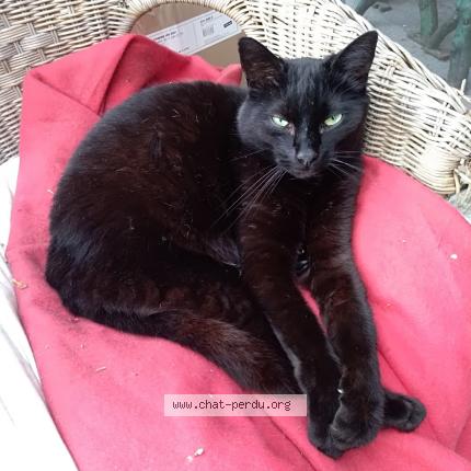 Photo de chat perdu à Vaulx Milieu