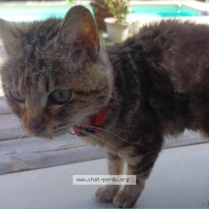 Photo 1/1 Chat retrouvé Trouvé à Portet Sur Garonne