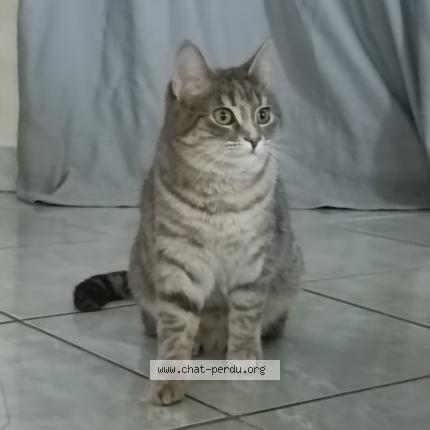 Photo 1/1 Chat retrouvé Perdu à Saulx Les Chartreux