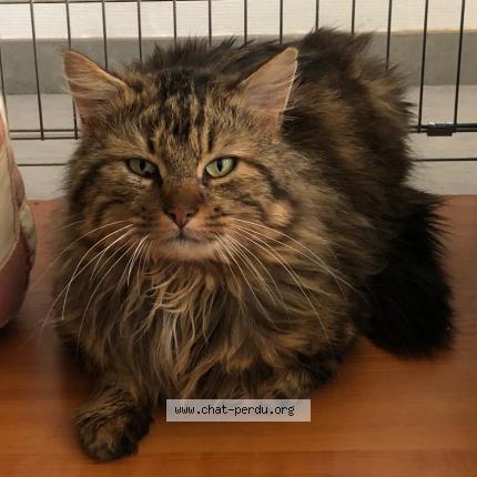 Photo de chat trouvé à Combree