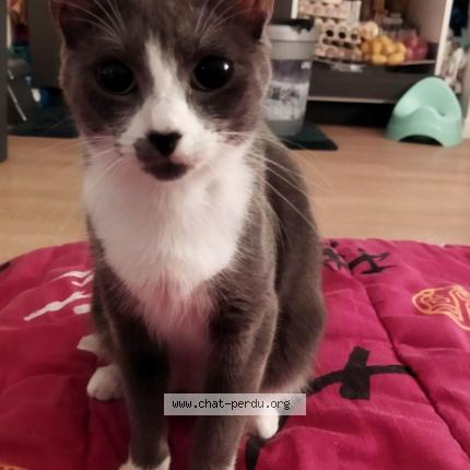 Photo de chat perdu à Mondeville