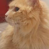 Photo de chat perdu à Le Mans