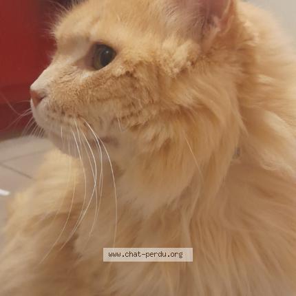 Photo 1/1 Chat retrouvé Perdu à Le mans